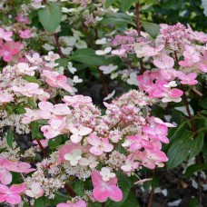 Aedhortensia Prim Red