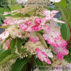 Гортензия  Prim Red