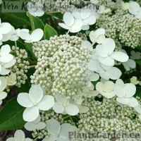 Aedhortensia Prim White