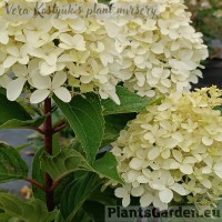 Aedhortensia Quick Fire Fab
