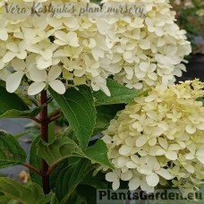 Aedhortensia Quick Fire Fab