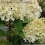 Aedhortensia Quick Fire Fab