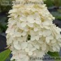 Aedhortensia Quick Fire Fab