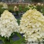 Aedhortensia Quick Fire Fab