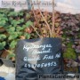 Aedhortensia Quick Fire Fab