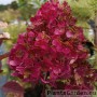 Aedhortensia Rensam