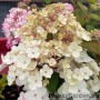 Aedhortensia Rensam