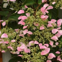 Harilik lõhikhortensia Roseum
