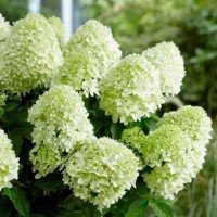 Aedhortensia Selection