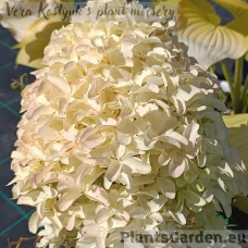 Aedhortensia Skyfall