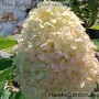 Aedhortensia Skyfall