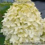 Aedhortensia Skyfall