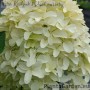 Aedhortensia Skyfall