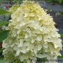 Aedhortensia Skyfall