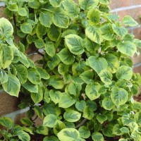 Roniv hortensia ssp. petiolaris Mirranda