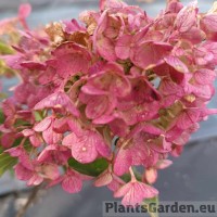 Aedhortensia Living Sugar Rush
