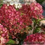 Aedhortensia Living Sugar Rush