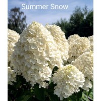 Aedhortensia Summer Snow