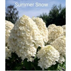 Aedhortensia Summer Snow