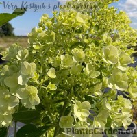 Aedhortensia Summer Snow