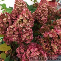Aedhortensia Sundae Fraise