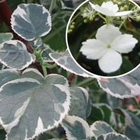 Roniv hortensia TAKE A CHANCE®