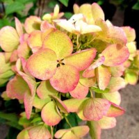 Aedhortensia Tickled Pink