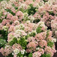 Aedhortensia Living Touch of Pink 1 tk.