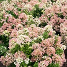 Hydrangea Living Touch of Pink
