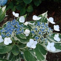 Suurelehine hortensia TRICOLOR syn.Variegata