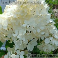 Aedhortensia Vanille Fraise