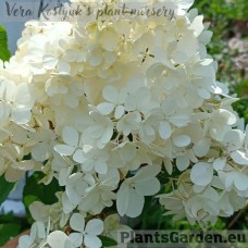 Aedhortensia Vanille Fraise