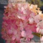 Aedhortensia Vanille Fraise