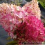 Aedhortensia Vanille Fraise