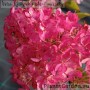 Aedhortensia Vanille Fraise