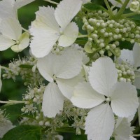 Aedhortensia White Lady