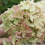 Aedhortensia Whitelight