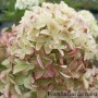 Aedhortensia Whitelight