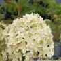 Aedhortensia Whitelight