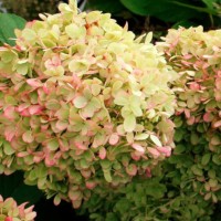Aedhortensia XS-Light
