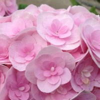 Suurelehine hortensia You & Me Love