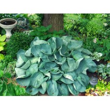 Hosta Abiqua Drinking Guard