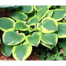 Hosta Abiqua Moonbeam