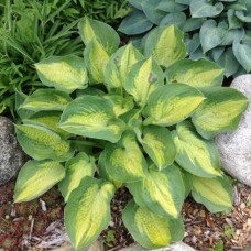 Hosta Alligator Alley