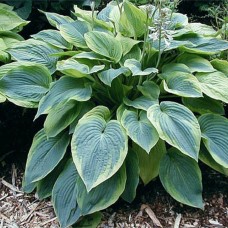 Hosta Alvatine Taylor