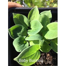 Hosta Baby Bunting