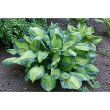 Hosta Captain Kirk