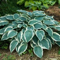 Hosta El Nino