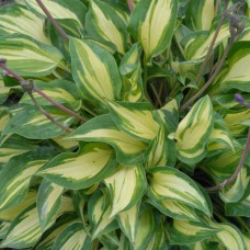 Hosta Fantasy Island