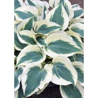 Hosta Fim Line